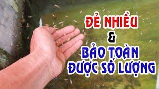 Bí Quyết nuôi Cá 7 màu - Guppy ĐẺ NHIỀU & BẢO TOÀN SỐ LƯỢNG CÁ CON | Túc Thịnh