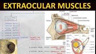 Extraocular Muscles Anatomy (1/2) | Head & Neck Anatomy