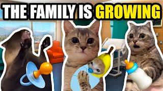 CAT MEMES: THE FAMILY IS GROWING