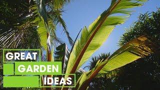 How to Create a Tropical Garden at Home | Gardening | Great Home Ideas