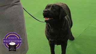 Best of Breed Minute: Labrador Retriever