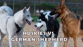 German Shepherd meets two friendly Huskies and what happens next will melt your heart!