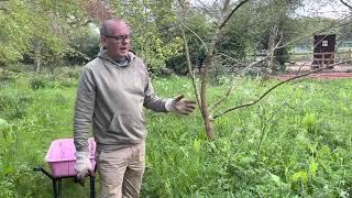 Wild Garden Management-Weeding Our Wild Garden