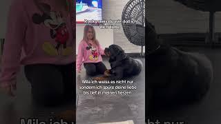#hund #rottweiler #funny #germany #automobile #liebe #love #hunde #pets #doglover