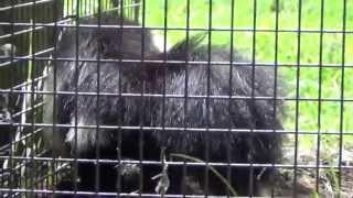 Skunk in TRAP, How to Release a Skunk from a Trap without being sprayed. Understanding Skunks