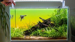 LOW TECH ANGELFISH TANK WITH EASY PLANTS