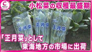 【小松菜の収穫最盛期】 「正月菜」として東海地方の市場に出荷　岐阜・神戸町