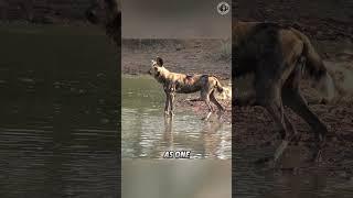 African Wild Dog  The Most Fearsome Predator in the World!