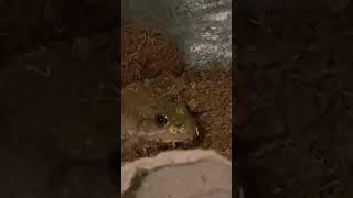 frog stare #frog #cutefrog #stare