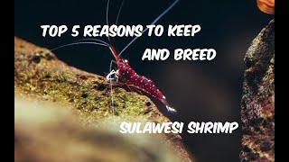 Top reasons to keep and breed Sulawesi Shrimp