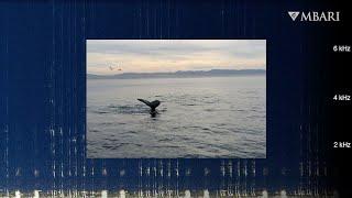 An enchanting winter whale song from deep below Monterey Bay