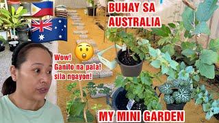 DUMADAMI NA ANG TANIM SA MINI GARDEN+MAY DAHON AT BULAKLAK NA ANG IBA!+PASILIP SA PROJECT NI MISTER!