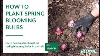 How to Plant Spring Blooming Bulbs