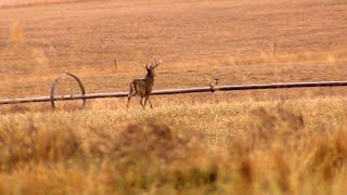 Whitetail Deer Hunting In Montana