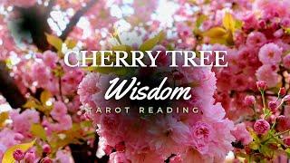 Channeling Cherry Tree Wisdom~Tarot Reading