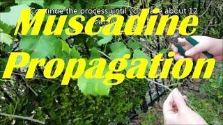 How to Propagate Muscadine Vines.  Big Juicy Muscadine Grapes