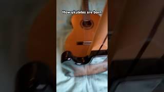 How ukuleles are born