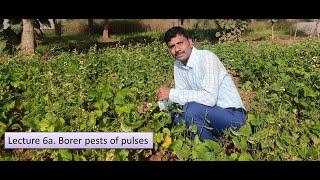 Lecture 6a Pod borer pests of pulses