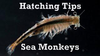 Sea Monkey Hatching Success | Here's Why It Worked This Time