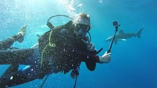 Дайвинг в Египте. Акула #2 (2016) / Diving