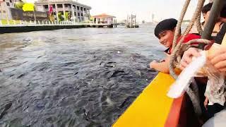 Giong Sông Chao Phraya River Ở Bangkok Thailand Cho Cá Ăn Bánh Mì