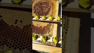 перенос личинки шпателем #матководство #пчеловодство #bee #пасека #пчёлы #мёд #таёжныймёд #бакфаст