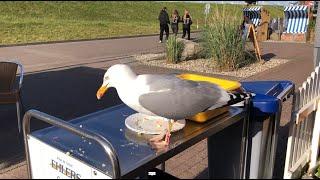 Möwe am Kiosk in der Kieler Bucht