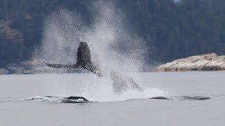 Sailing and Wildlife in the Broughton Archipelago