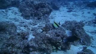 #170123 #Okinawa #Diving #Titan Trigger, Yellowmargin Trigger, Moorish Idol