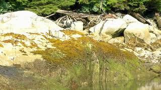 Baby Bear Walk - Ell Cove, Alaska