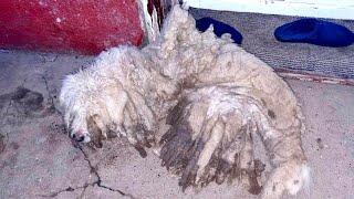 Severely Neglected Dog Gets A New Life He Could Only Dream Of