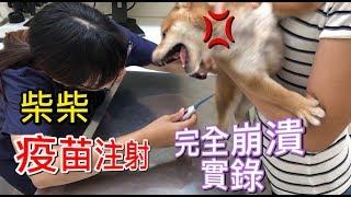 柴犬第二劑疫苗施打，反應超級激動！The second dose of Shiba Inu vaccine, the reaction is super crazy！｜柴犬柚醬 醬拔頻道｜