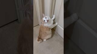 Open this door right meow!