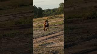 The lion kept on coming so running away was the best way