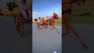 Tanga race #shortvideo #horseracing #apnatangaracer