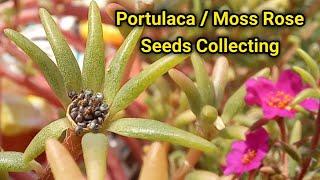 Portulaca Seeds Collecting / How to Collect Portulaca/ Moss Rose Seeds