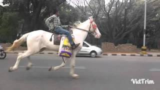 Watch Boy in Bangalore city riding horse