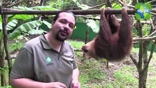 Help Orphaned Sloths in Panama