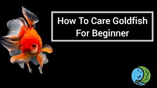 How To Care Goldfish For Beginners
