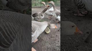 Гуси 🪿 отдыхали и тут пришëл я! 