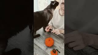 Сидим/лежим с бобром/котом за столом #crochet #вязание #кот #bag #эксклюзив #cat #handmade #тыква