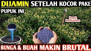  PUPUK KOCOR CABE MASA PEMBUAHAN BIKIN BUNGA & BUAH MAKIN BRUTAL BEBAS RONTOK #infopertaniancabe