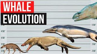 Whale Evolution | In 2 minutes