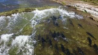 Fishing in Port Hope Salmon Migration