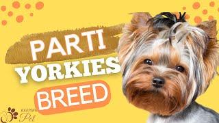 Parti Yorkies Breed Profile: What’s All The Hype About?