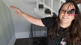 How to correct whining and barking in the dog crate l Rooted Dog Training