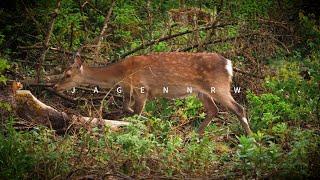 Schmaltier oder nicht? — Jagd auf Sikawild | Arnsberger Wald — jagenNRW story #22