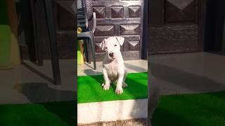 The White Angel ‍️ Napo Dogo Argentino Puppy ️