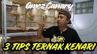 3 Syarat Penting Yang Dilakukan Omez Canary Dalam Ternak Kenari