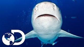 Tiburón Toro | Shark Week | Discovery Latinoamérica